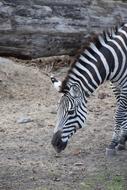 Zebra Animal Wild