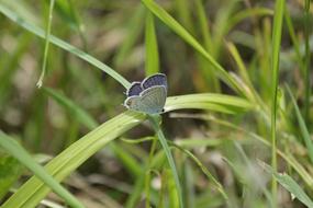 Butterfly Insect Blue