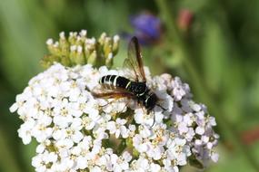 Fly Grass White