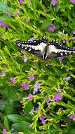 Black Swallowtail Butterfly