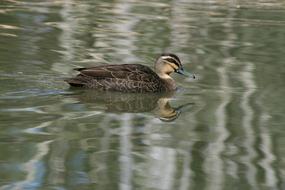 Duck Mallard Animal