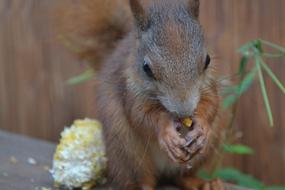 Squirrel Animal Cute