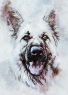 animal dog german shepherd dog look