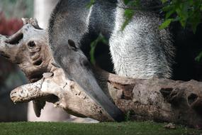 Animal Anteater World