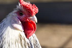Chicken Chickens Comb