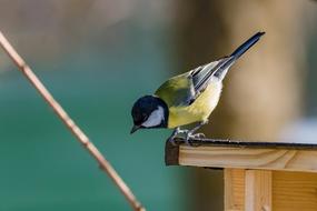 Tit Bird Songbird