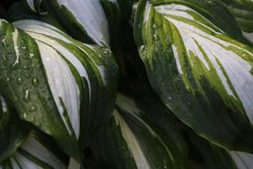 Leaf Pattern Green