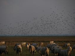 Steppe Cattle Pasture Flock Of