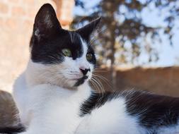 Cat Stray Outdoor