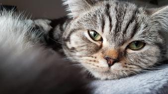 Cat Eyes Eye