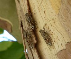 Cicadas Insects in Nature