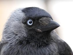 Jackdaw Bird Black