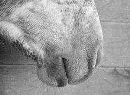 Horse Mouth Snout Domestic