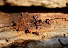 Beetle Fire Bug Nasty