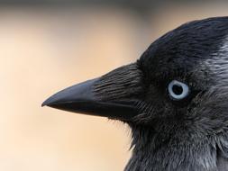 Jackdaw Bird Black