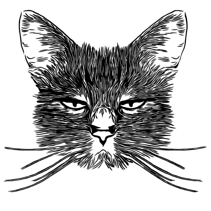 cat feline grumpy meow animal pet