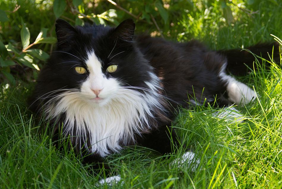 Cat German Longhaired Pointer Pet