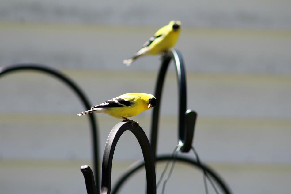 Goldfinch Bird Face