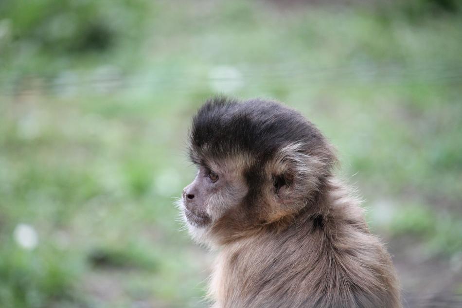 funny little monkey at the zoo