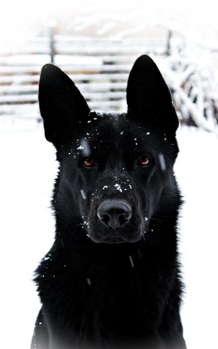 Black German Shepherd Dog at Snowfall