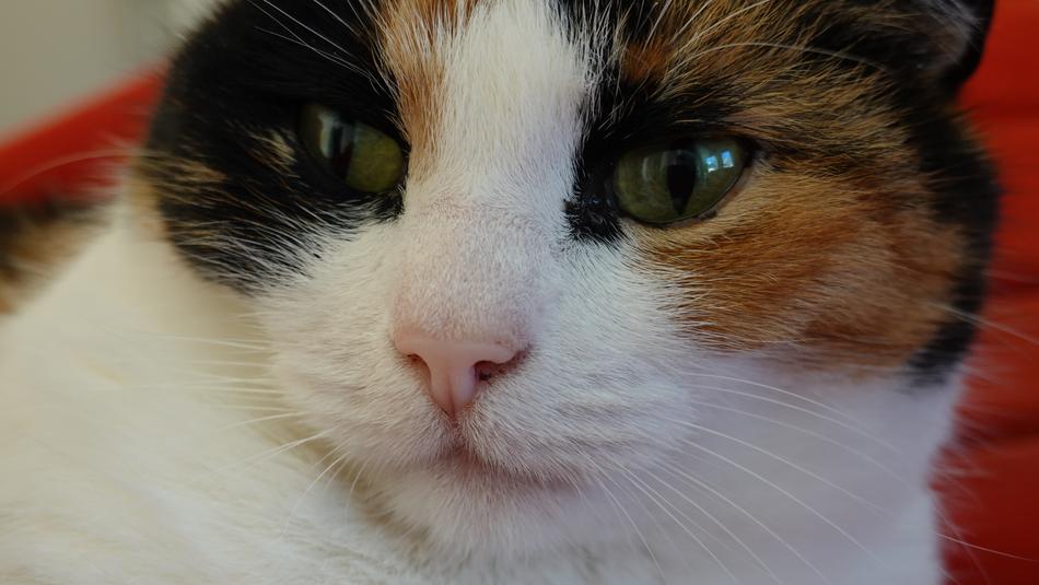 Cats Portrait Close Up