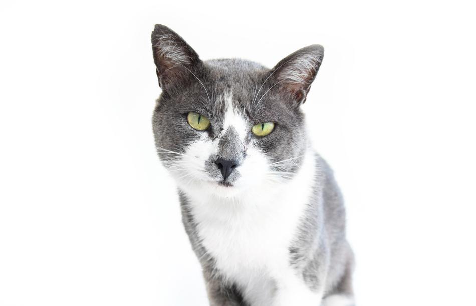 Cat Pet Animal