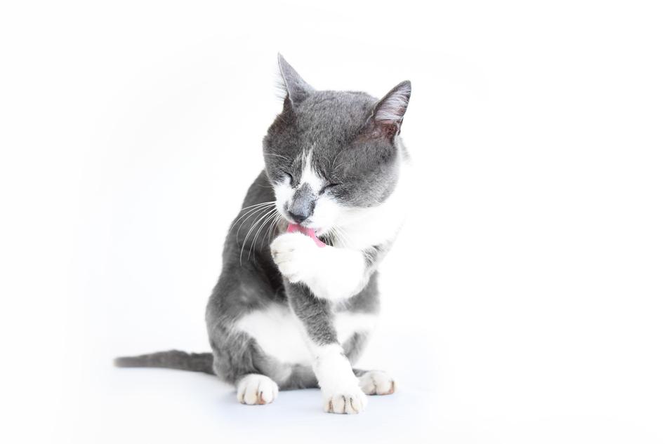 Cat Pet Animal