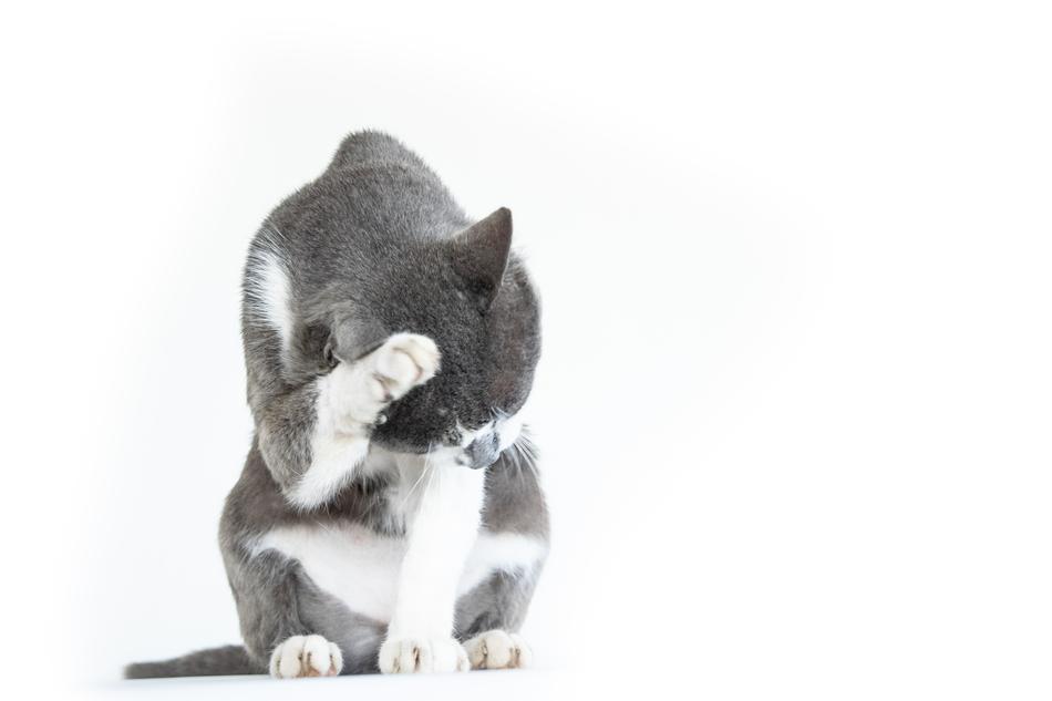 Cat Pet