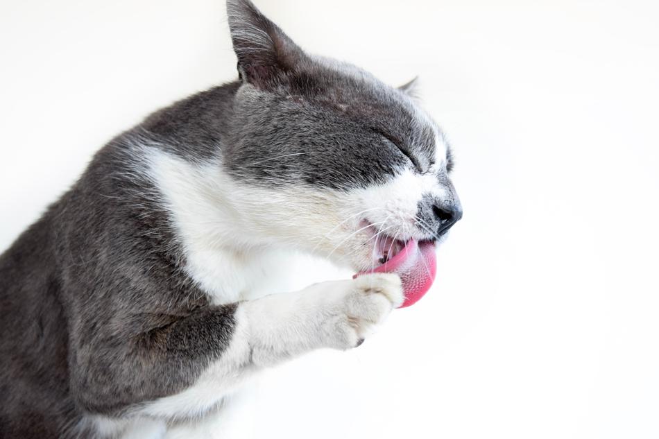 Cat Animal Portrait