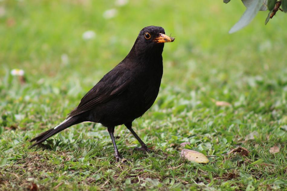 Bird Blackbird Avian