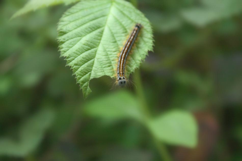 Caterpillar Insect Spring