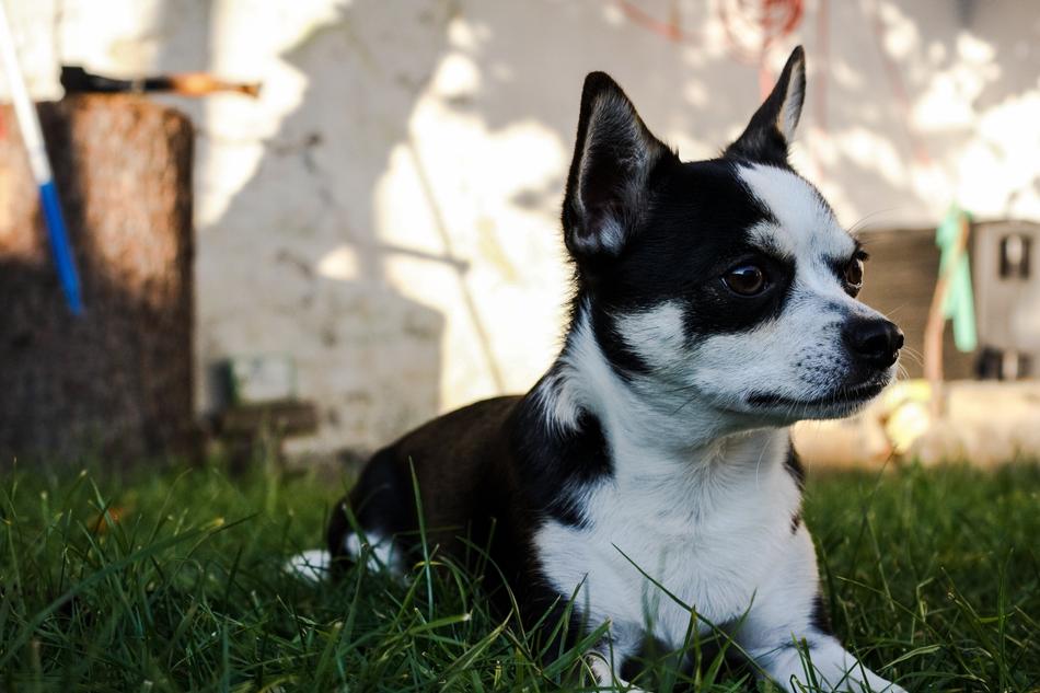 Dog Black White