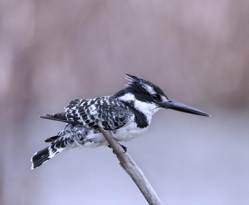 Bird Nature Wildlife