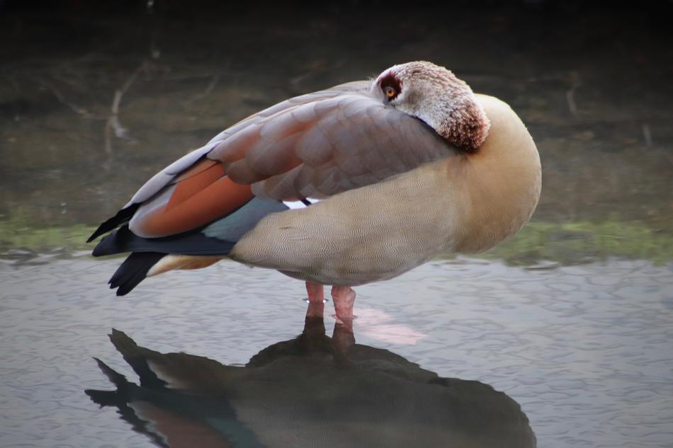 Nilgans Water Bird Goose
