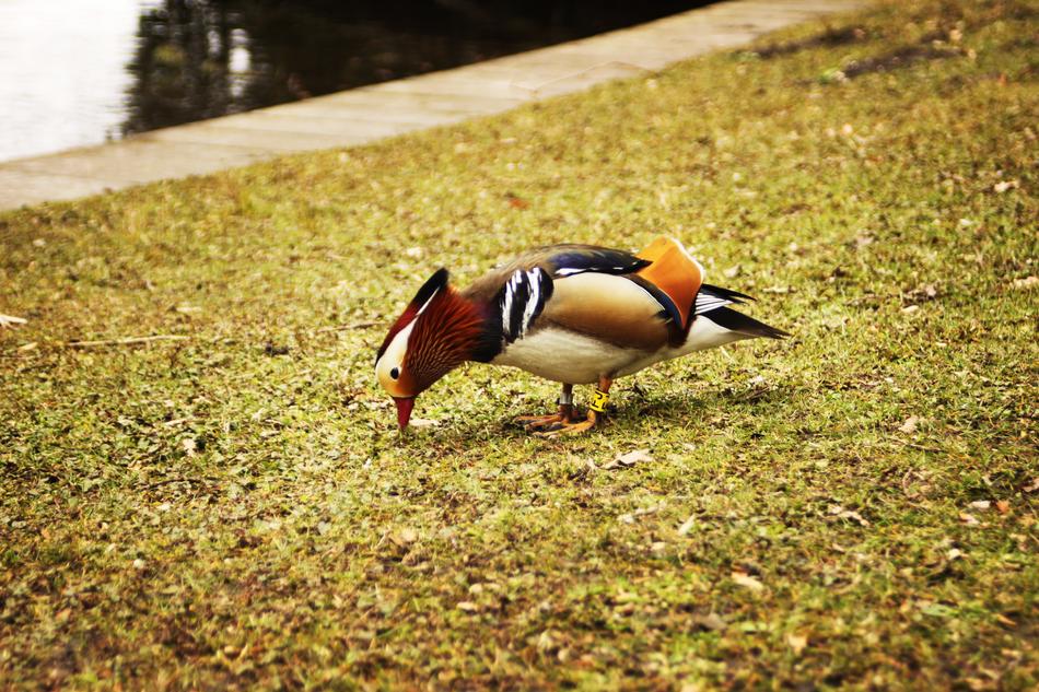 Duck Waterfront Park