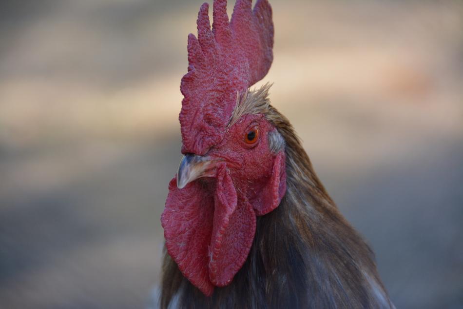 Cock Crete Red