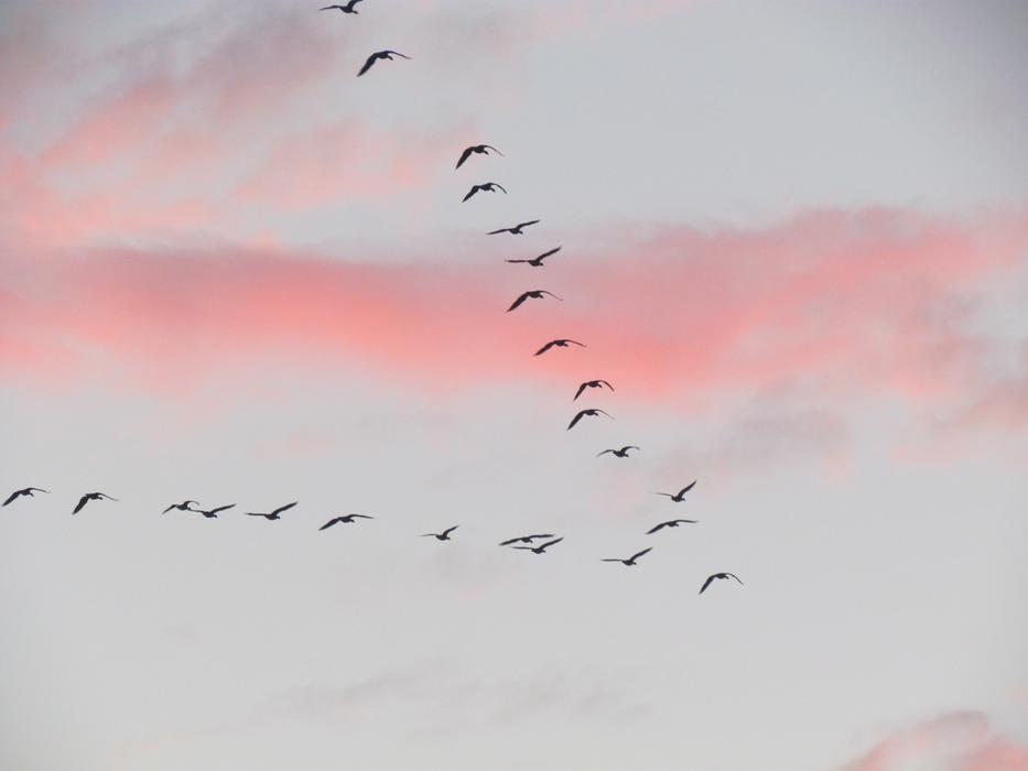 Migration Bird Clouds Group Of