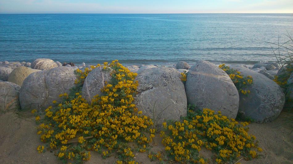 Sea Beach