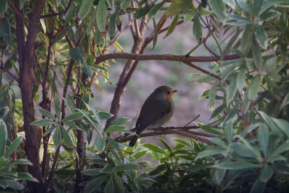 Bird Robin Bush