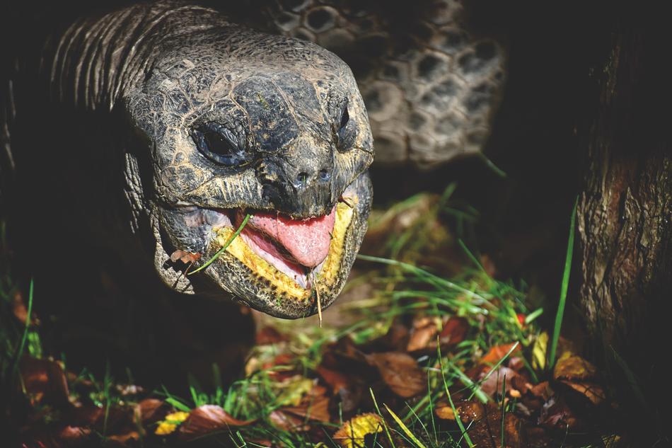 Giant Tortoise Eat Animal