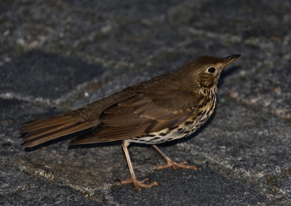 songbird on the ground