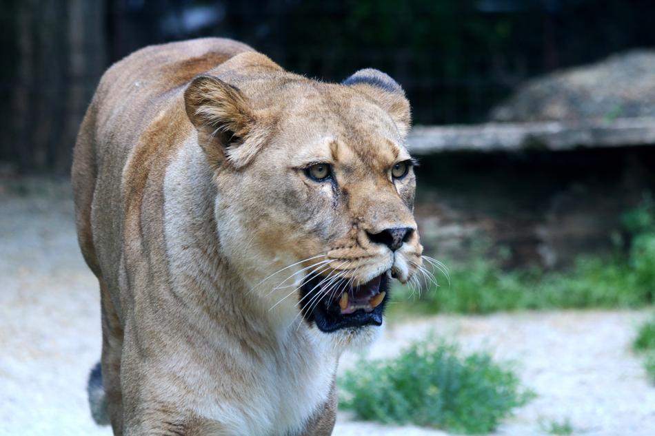 predatory lioness in the zoo