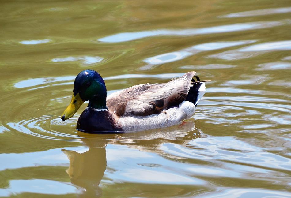 Duck Wildlife Bird