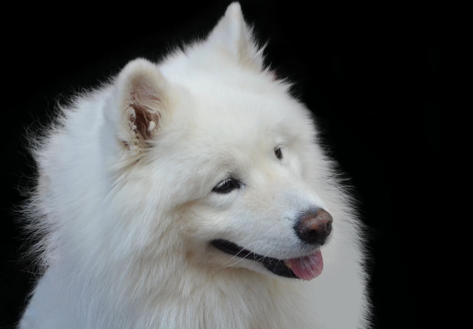 white fluffy dog happy