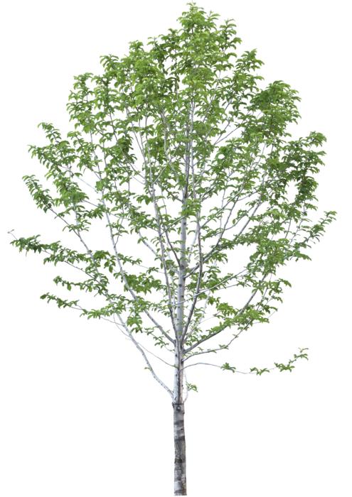 Trees Without