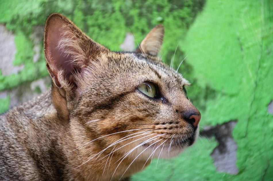 Cat Pets Cute