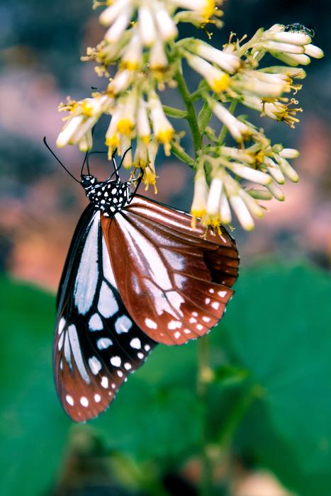a big butterfly on a flower weighing