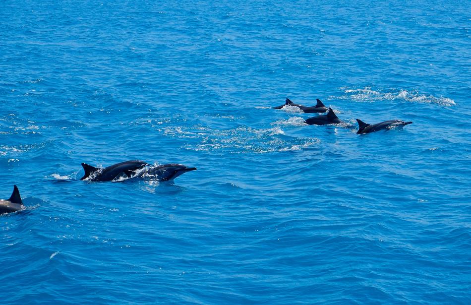 Dolphin Marine Animal
