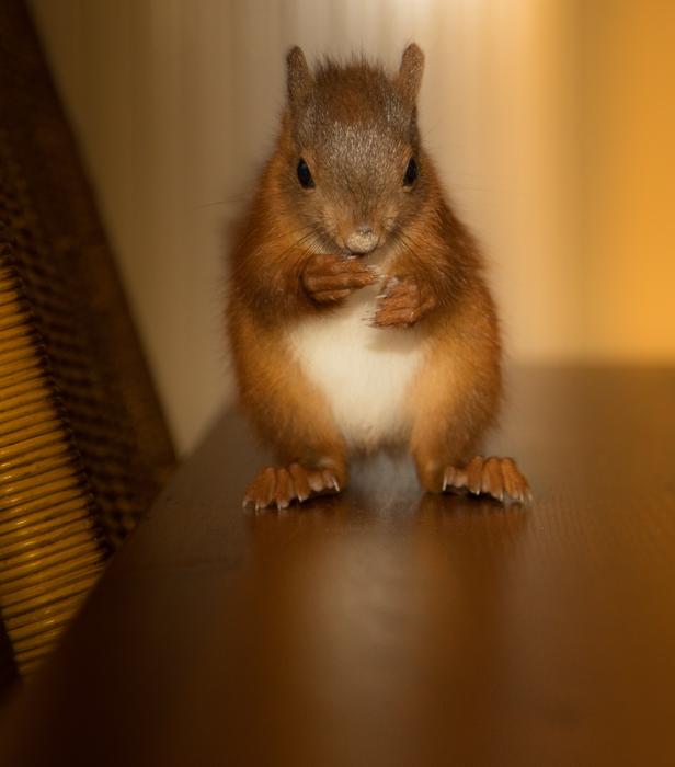 Rodent Squirrel Cute