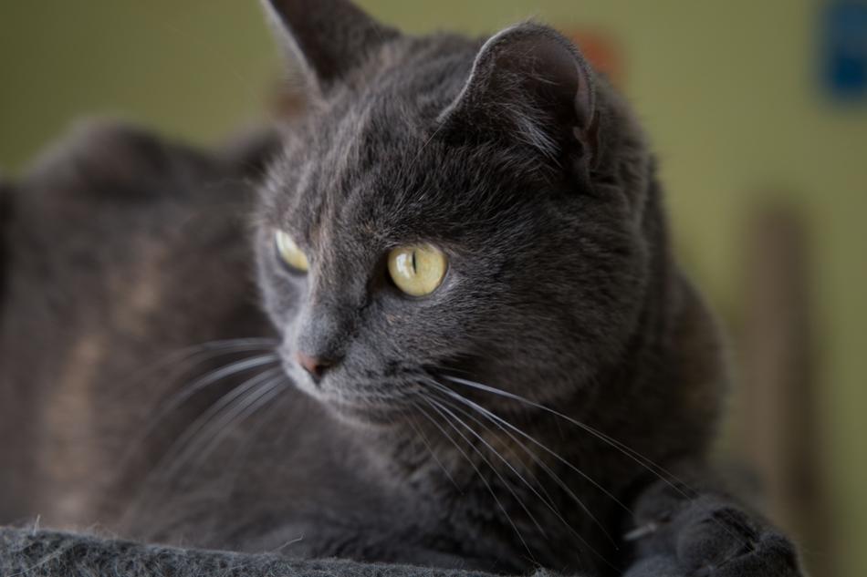 Cat Grey Cats